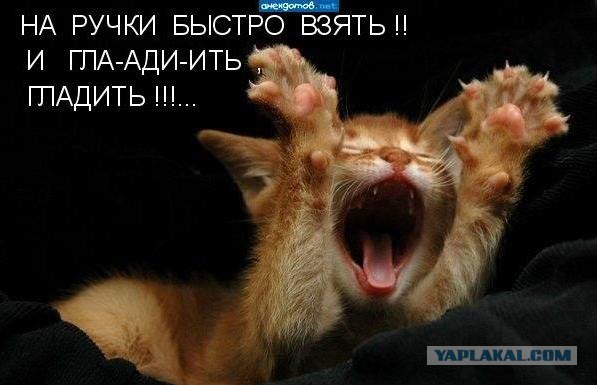 Погладь кота.