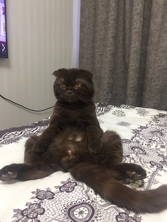 Поцеловала котика