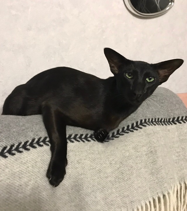 Котовторник вроде.