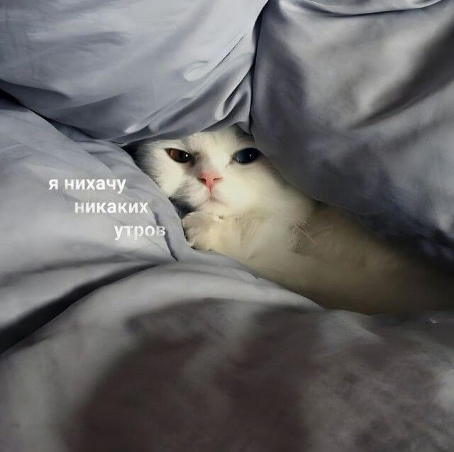 Картинки и мемы - "Жить, как говорится, хорошо..."