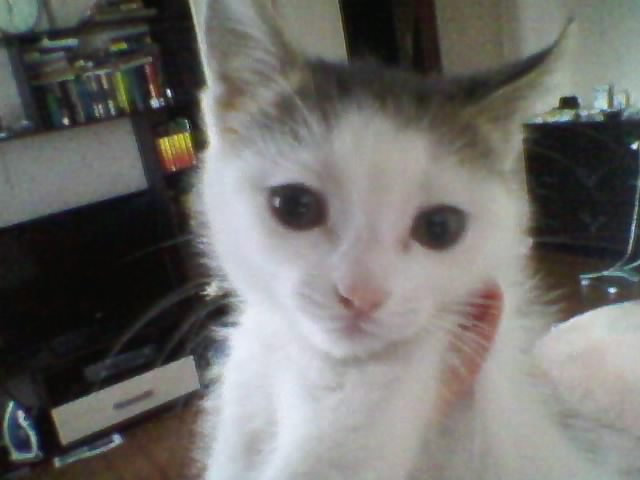 Котовторник  19.03.2013