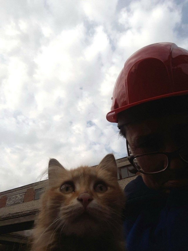 Очень производственные коты