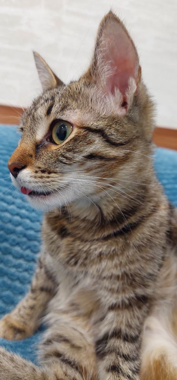 Мой котяра