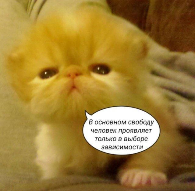 Весёлый полтишок 08.01.25