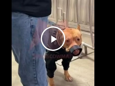 Пассажира не пустили в метро с большой собакой в наморднике и на поводке