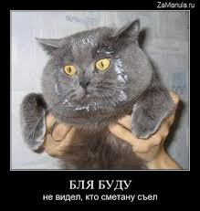 Мой кот