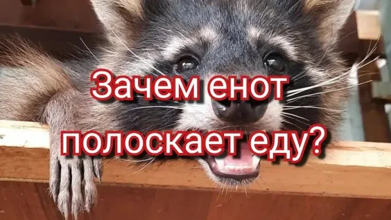 Крошка енот ест блины