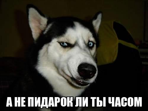 Джейсон Стейтем опубликовал фотографии из Египта на фоне пирамид