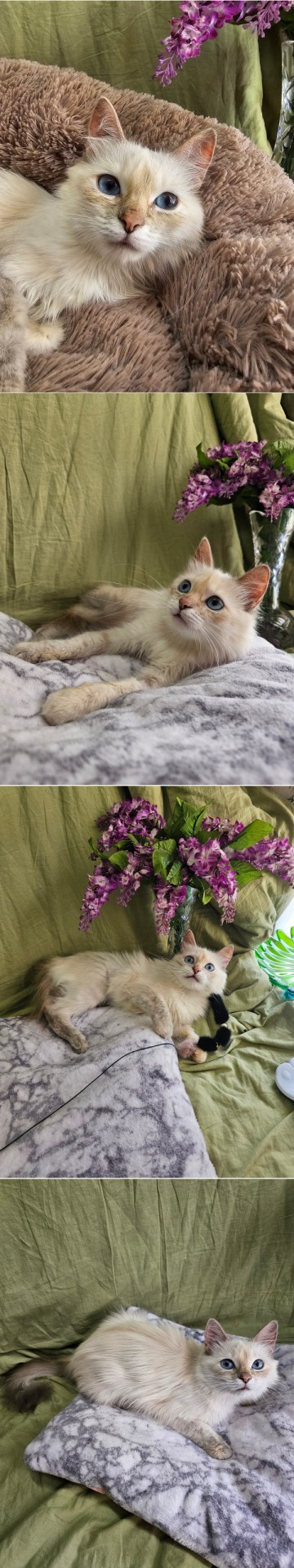 Котики в добрые руки