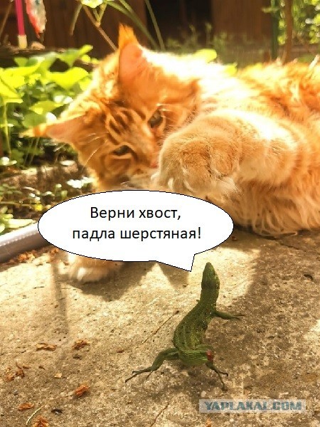 Не рассчитал свои силы