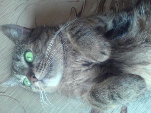 Котовторник 8.10.2013
