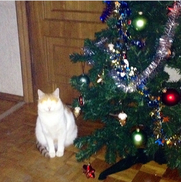 Котовторник   31.12.  2013