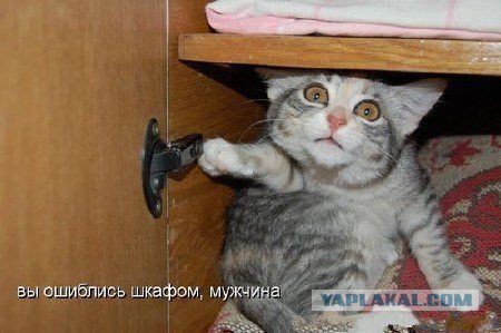 Веселые картинки? а так же комментарии)