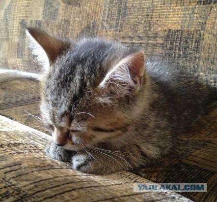 Котовторник 24.06.2014