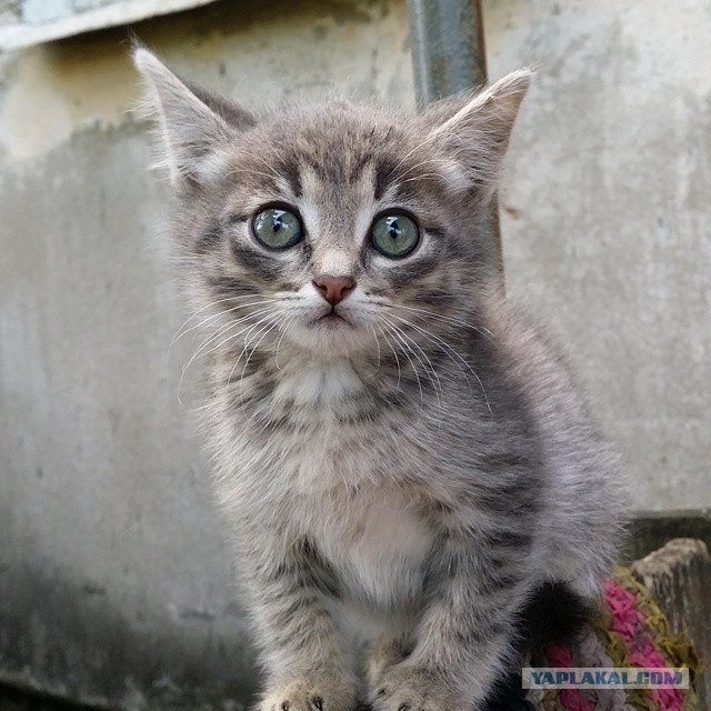 Котовторник  08.07.2014