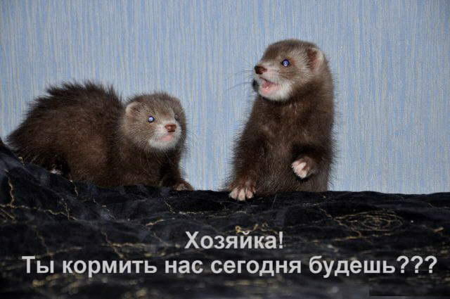 Когда вы плюсуeтe тему в платине