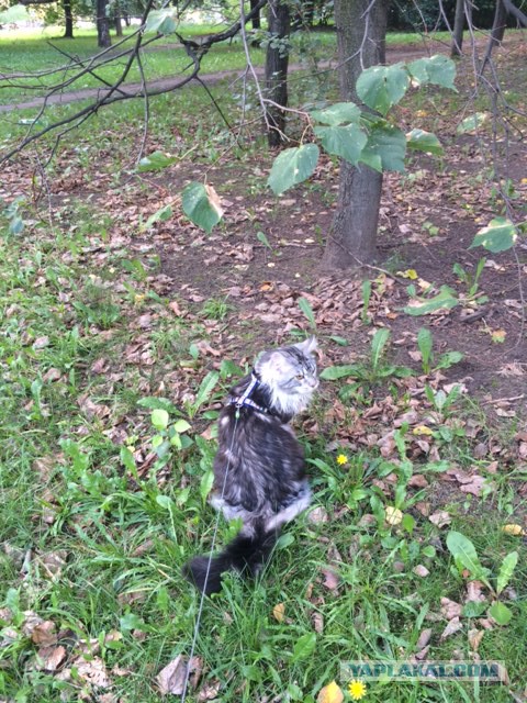 Котовторник 09.09.2014