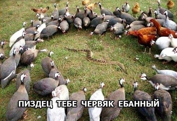 Смешные картинки