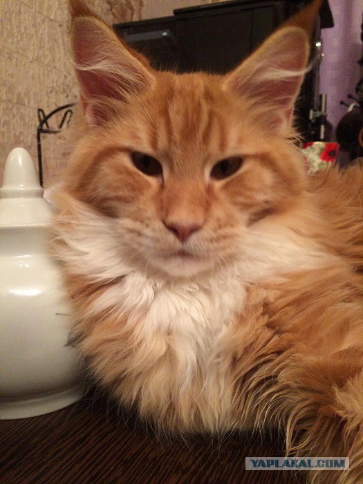 Котовторник 24.11.2015