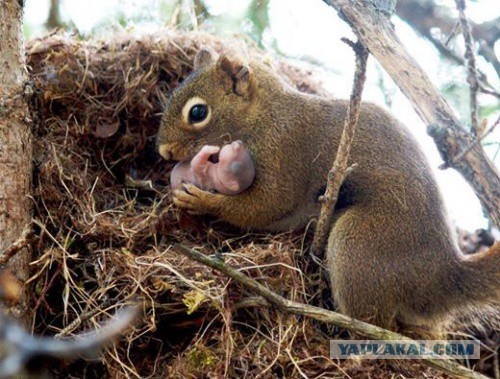Животные: мамы и их малыши