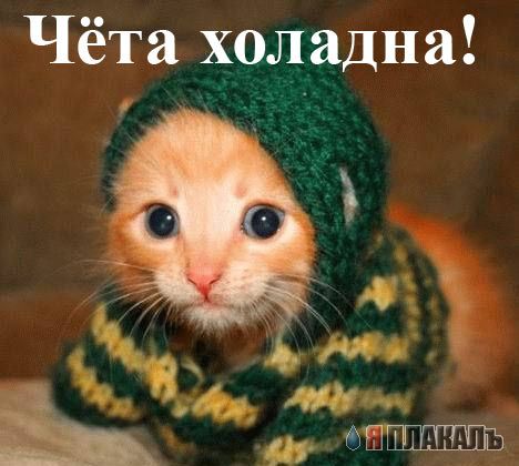 Коты, кошки, котята