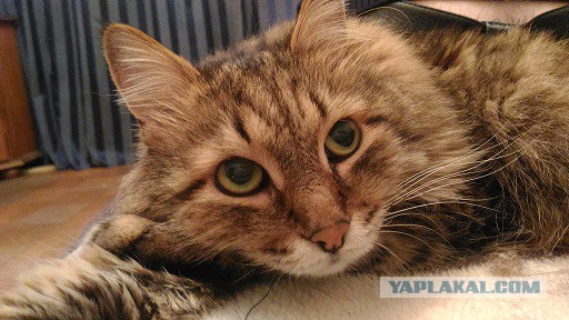 Котовторник 01.11.2016 г.