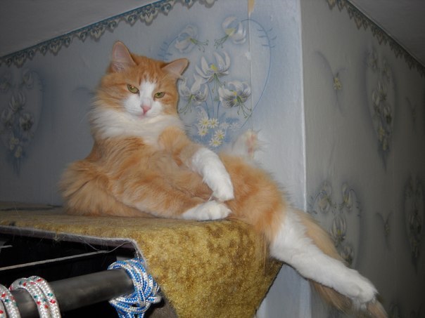 Коты из сети