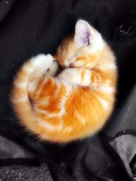 Коты из сети