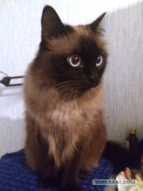 Котовторник  14.02.2017