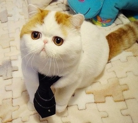 Коты и Кошки