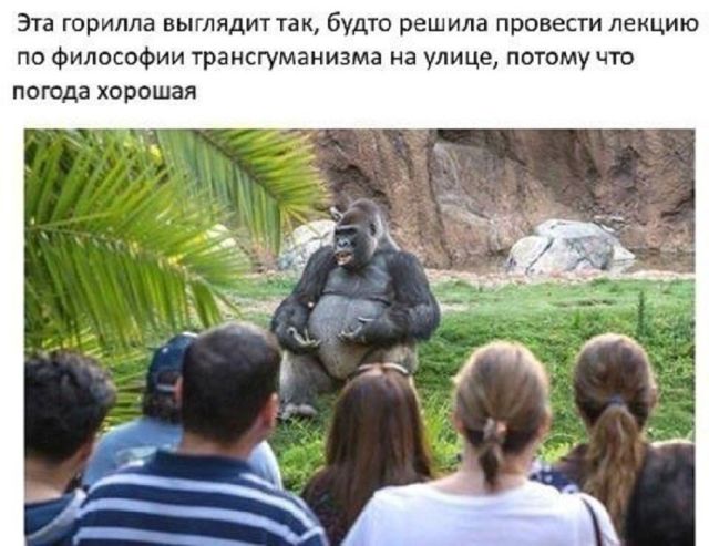 100 картинок для поднятия настроения!