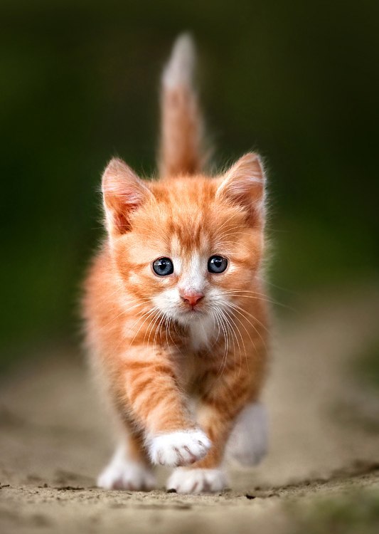 Живность из сети