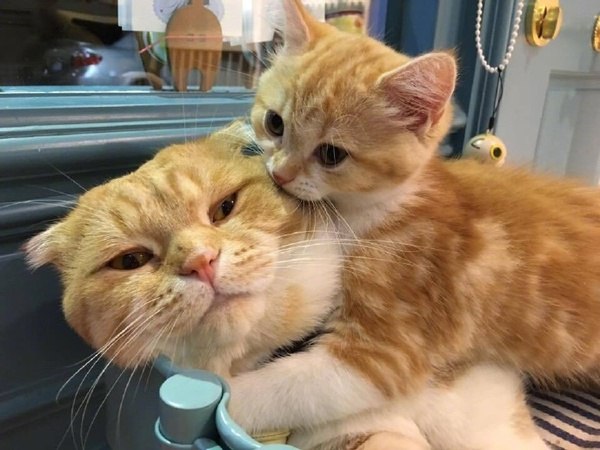 Прикольных котов пост