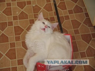 Котовторник в ЯПонии (58 фот)