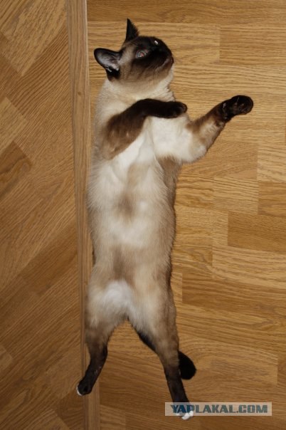 Котовторник так котовторник!