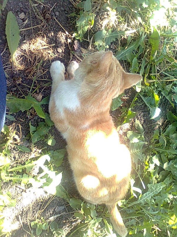 Котовторник! 08.11.11