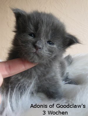 Котовторник 27.12.11