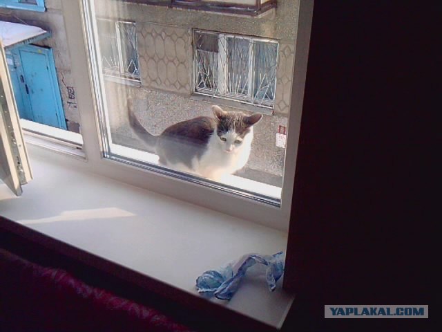 КОТОВТОРНИК (6.03.2012)