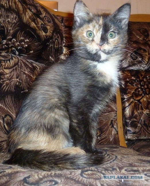 Котовторник! 13.03.2012