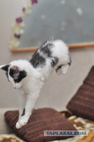 Котовторник 22.05.2012
