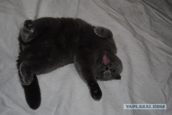 Котовторник  16.10.12