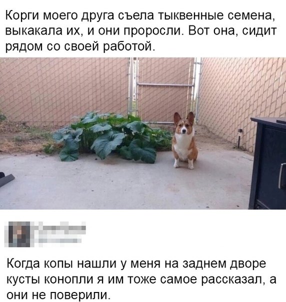 Анекдоты, истории и картинки с надписями