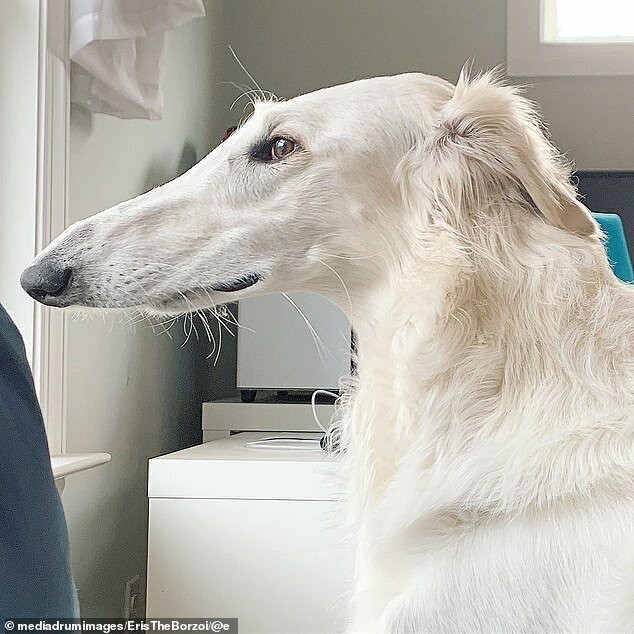 Вот это шнобель: собака с длинным носом очаровала соцсети - ЯПлакалъ