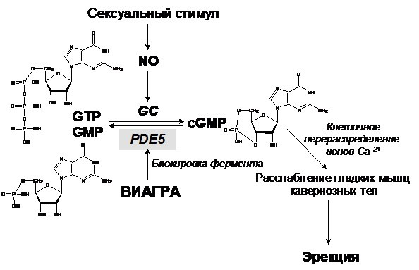 Жёны стареют, а студентки третьего курса – никогда