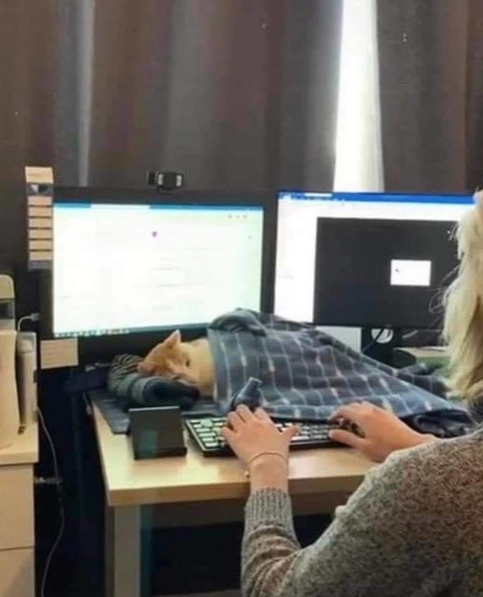 Эти забавные животные