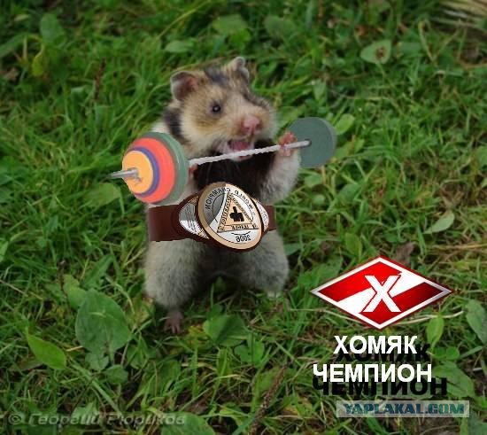 Сдаюсь!