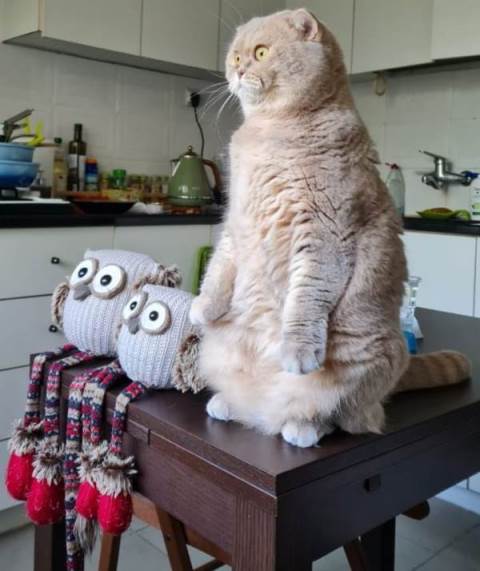 Котовторник же!