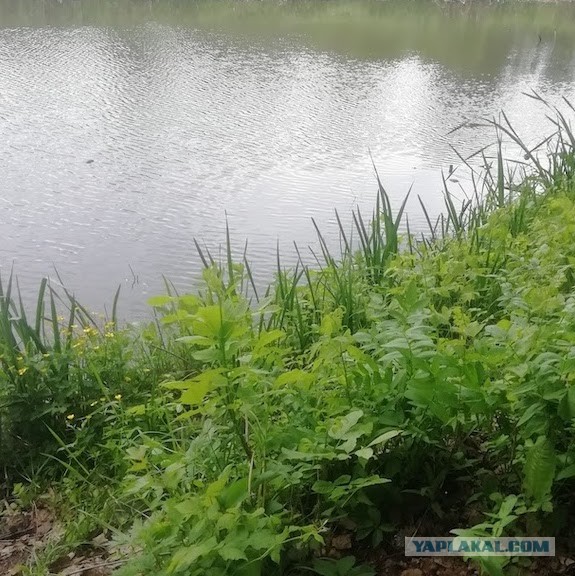 Последняя картинка в вашей Галерее/Загрузках