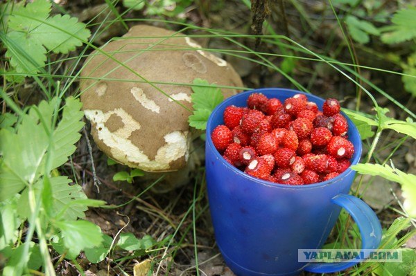 Пятничные посиделки на теплотрассе (с)