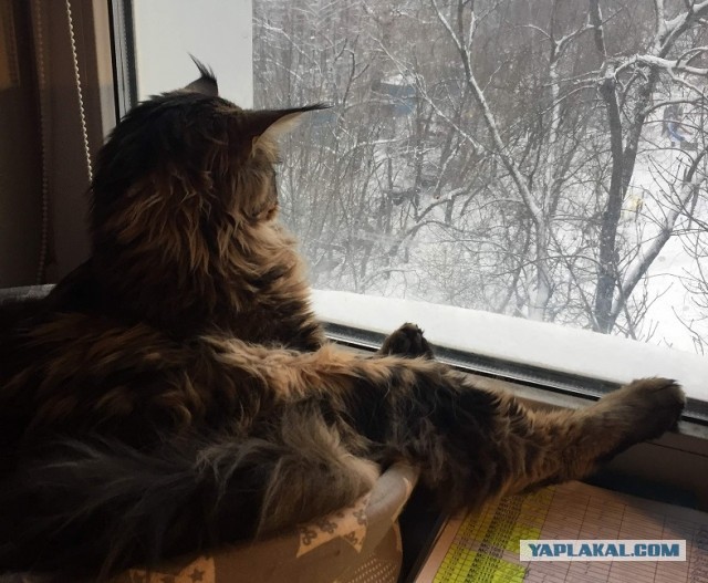 Коты, которые чихать хотели на ваше личное пространство